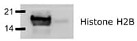IHC-plus™ Histone H2B Antibody (aa111-125)