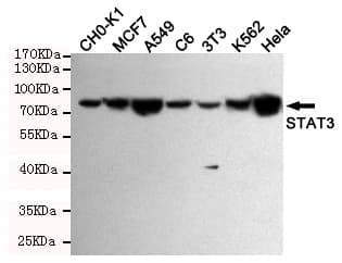 STAT3 Antibody