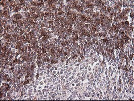 CD1C Antibody (clone OTI2D4, Carrier-free)