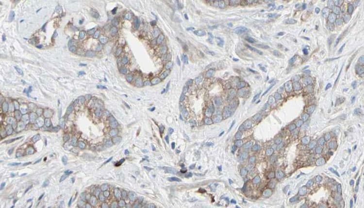 EIF4B Antibody
