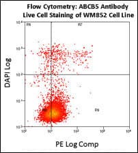 IHC-plus™ Polyclonal Rabbit anti-Human ABCB5 Antibody (aa1-30, IHC, WB)