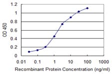 Monoclonal Mouse anti-Human PXDN / MG50 Antibody (clone 2C11, WB)