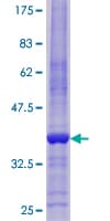 Human REPRIMO / RPRM Protein (Recombinant GST)