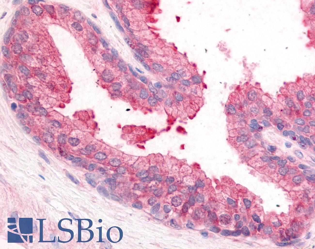 IHC-plus™ PDE8A Antibody (N-Terminus)