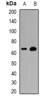 TRAF3IP2 / ACT1 Antibody