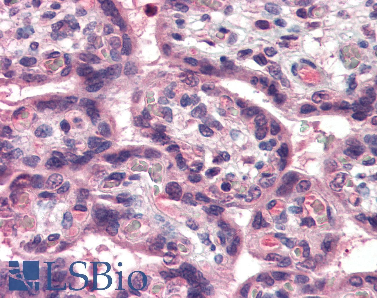 IHC-plus™ TNFSF15 / TL1A / VEGI Antibody