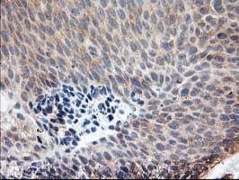 LCMT1 Antibody (clone OTI 1G5)