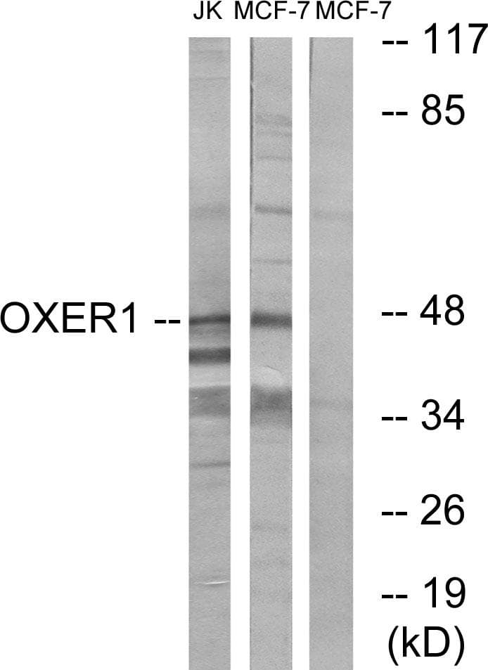 OXER1 Antibody