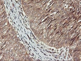 KCNAB1 Antibody (clone OTI7C7)