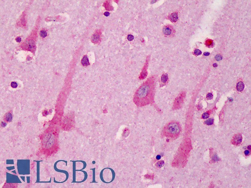 A1BG Antibody (aa123-172)
