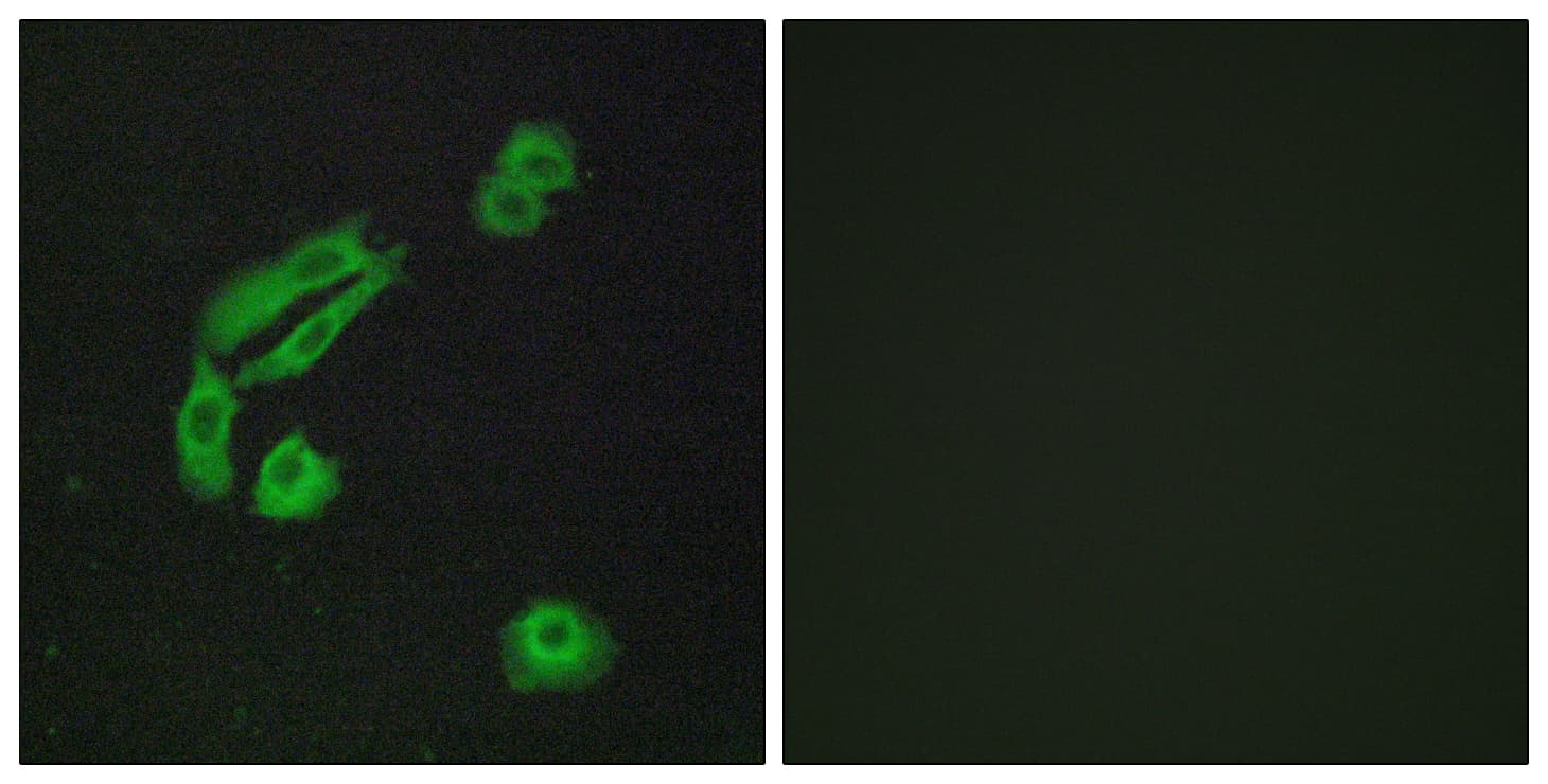 Polyclonal Rabbit anti-Human OR4C13 Antibody (aa260-309, IF, WB)