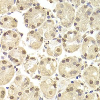 POU2F1 / OCT1 Antibody