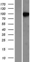 NDST2 Protein (Over-Expression Lysate Myc-DDK (Flag))