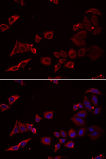 NRBF2 Antibody