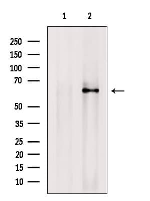 CNKSR3 Antibody