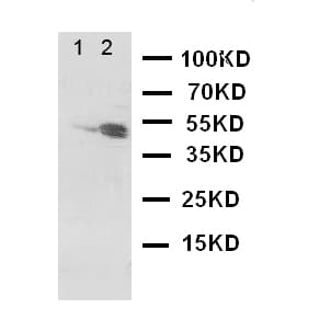 DRD3 / Dopamine Receptor D3 Antibody (aa352-367)