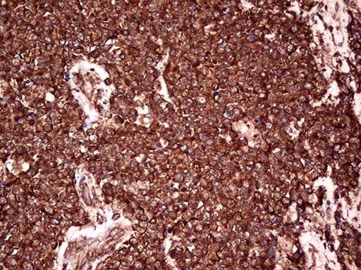 RPL10A Antibody (clone OTI2G9, Carrier-free)