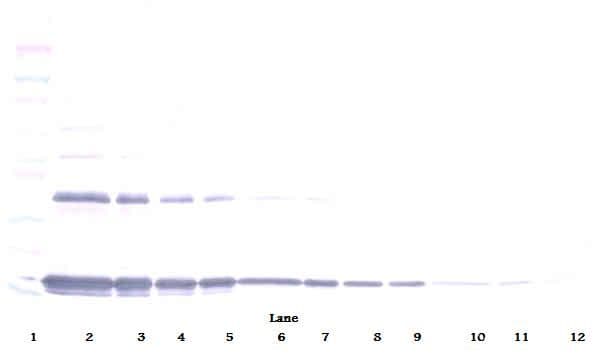 IL1A / IL-1 Alpha Antibody