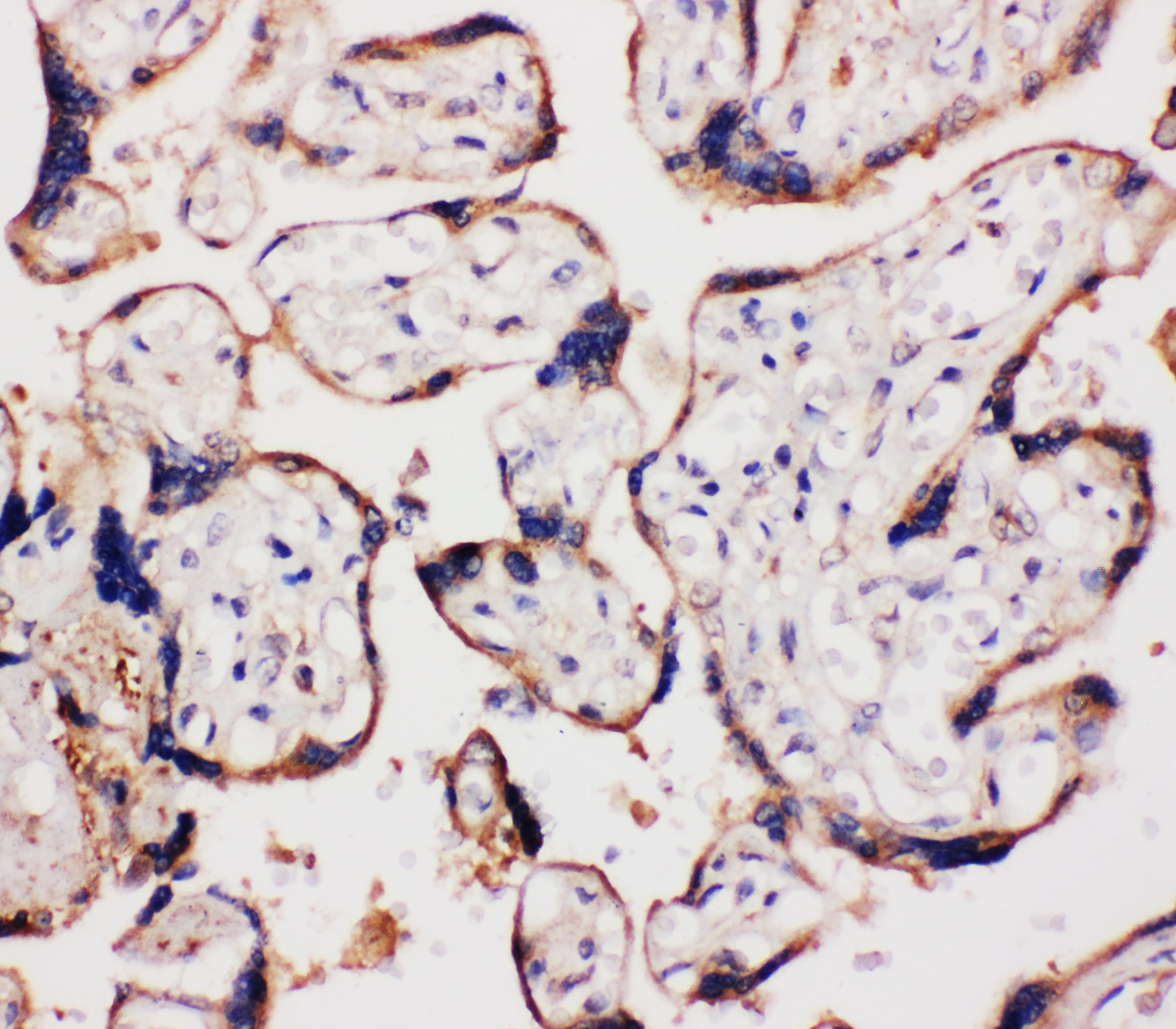 CCN4 / WISP1 Antibody (aa354-367)