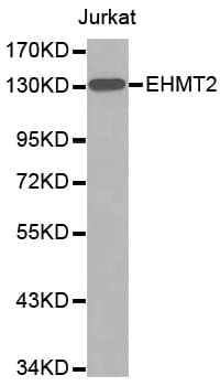 EHMT2 / G9A Antibody