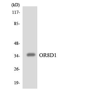 OR8D1 Antibody (aa224-273)