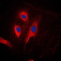 CARD6 Antibody (N-Terminus)
