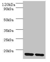 IHC-plus™ MRPL55 Antibody (aa34-128)