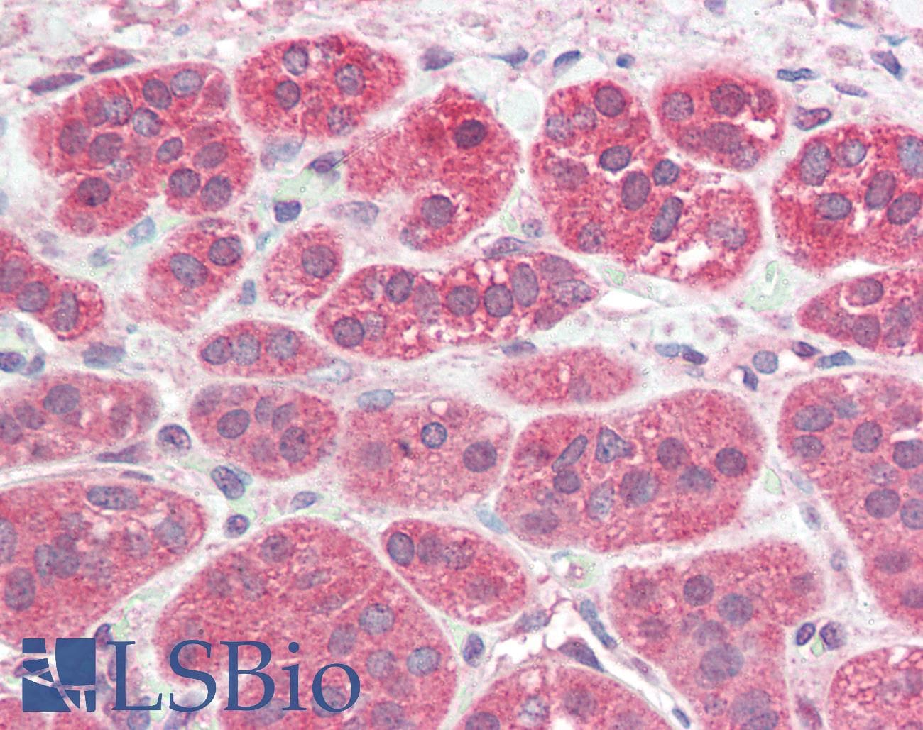 PathPlus™ PSENEN / PEN-2 Antibody