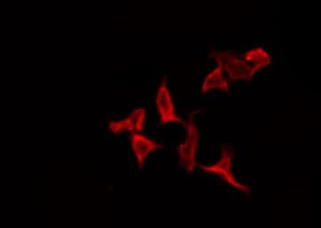 OR2Y1 Antibody