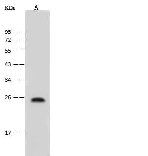 Polyclonal Rabbit anti-Human FAT10 / UBD Antibody (Preservative Free, IF, WB)