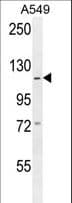Polyclonal Rabbit anti-Human GABBR2 / GABA B Receptor 2 Antibody (aa861-890, IHC, WB)