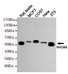 RAD9A / RAD9 Antibody