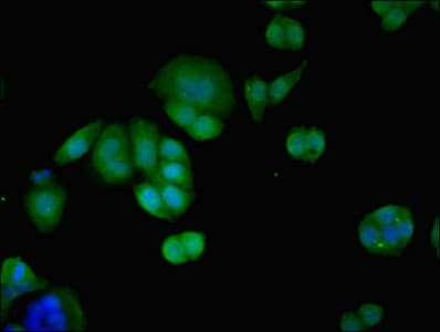 PID1 Antibody