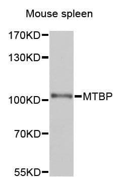 MTBP / Mdm2-Binding Protein Antibody