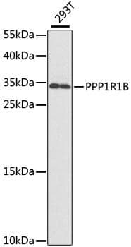 PPP1R1B / DARPP-32 Antibody