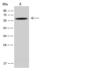 NR1D2 Antibody (Preservative Free)