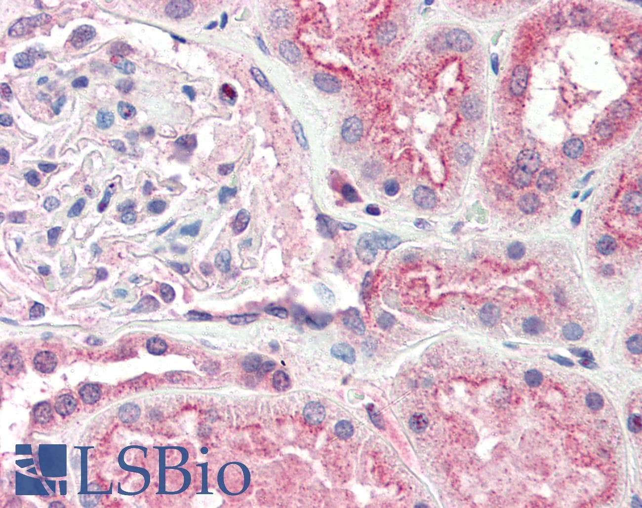 PathPlus™ Polyclonal Goat anti-Mouse OGG1 Antibody (aa282-297, IHC, WB)