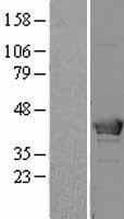 HMBS / PBGD Protein (Over-Expression Lysate Myc-DDK (Flag))