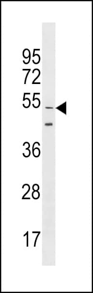 GOLGA6L9 Antibody (aa15-41)