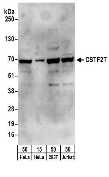Polyclonal Rabbit anti-Human CSTF2T Antibody (aa566-616, IHC, WB)