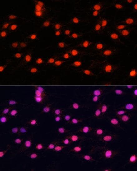 ZNF433 Antibody