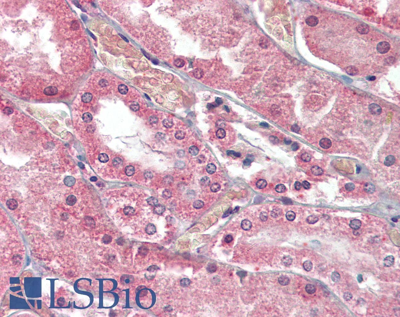 IHC-plus™ PKD1 / Polycystin Antibody (aa4289-4300)