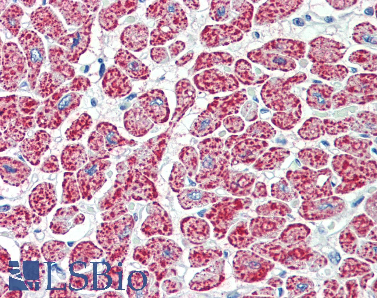 IHC-plus™ NDUFA7 Antibody (aa39-52)
