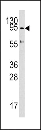 DNMT3A Antibody (aa723-752)