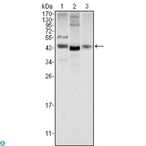 WNT1 Antibody