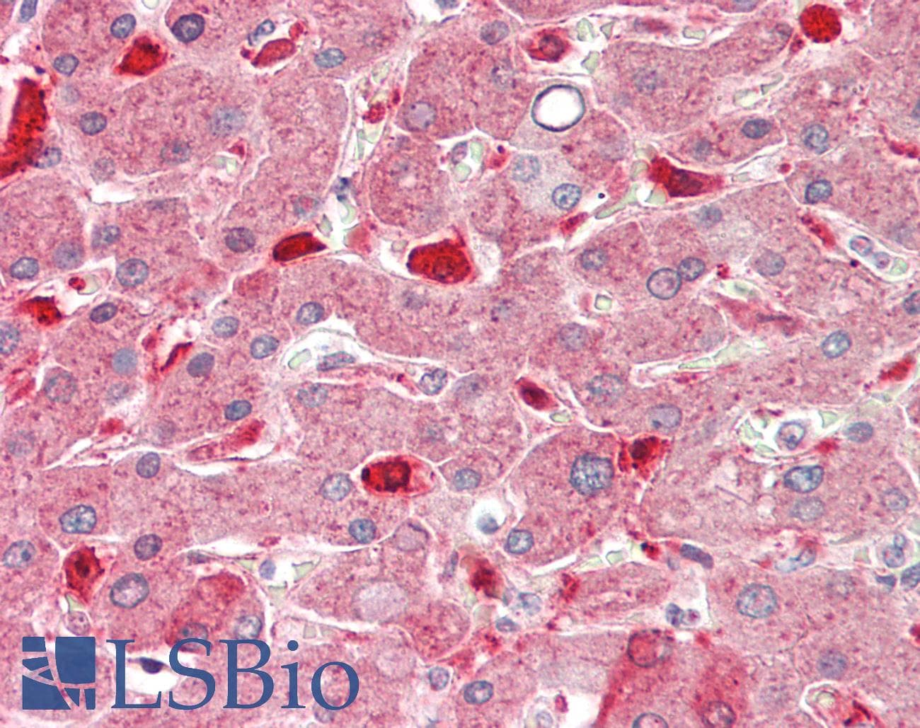 IHC-plus™ SEPP1 / Selenoprotein P Antibody