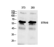 STRA8 Antibody