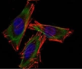 Monoclonal Mouse anti-Human S100B / S100 Beta Antibody (clone PS1B1-1, Azide-free,BSA-free, IHC, IF)
