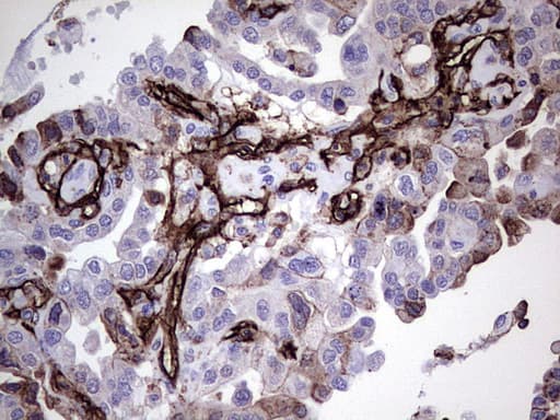 PECAM-1 / CD31 Antibody (clone UMAB164)