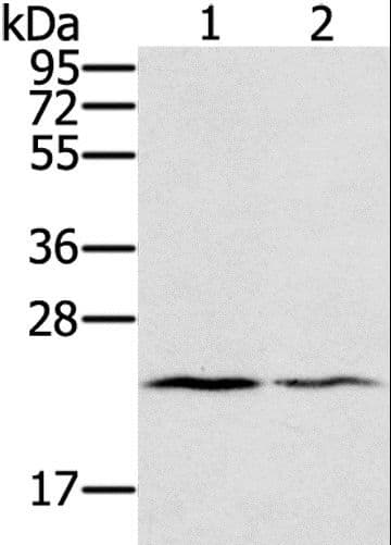 EDN2 / Endothelin 2 Antibody